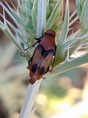 Macrosiagon bimaculata