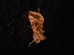 Autographa jota