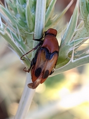 Macrosiagon bimaculata