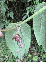 Passiflora trinervia