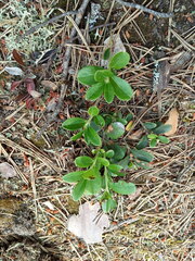 Arctostaphylos uva-ursi