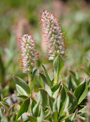 Salix petrophila