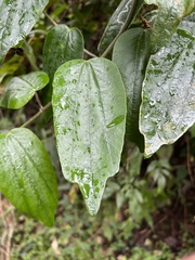 Passiflora trinervia