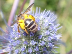 Andrena denticulata