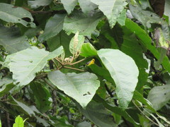 Myioborus ornatus
