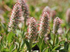 Salix petrophila