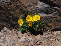 Ranunculus eschscholtzii oxynotus