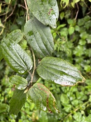 Passiflora trinervia