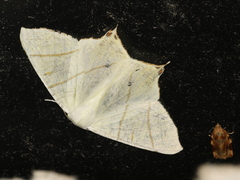 Ourapteryx sambucaria