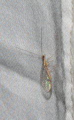 Eremochrysa punctinervis