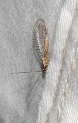 Eremochrysa punctinervis