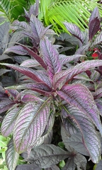 Strobilanthes auriculata dyeriana