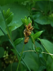 Carex chordorrhiza