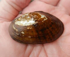 Cambarunio taeniatus