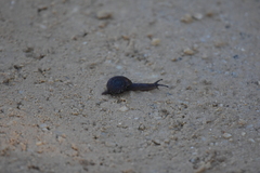 Austrorhytida glaciamans