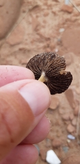 Psathyrella arenulina