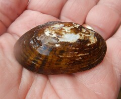 Cambarunio taeniatus