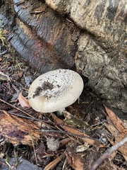 Amanita ochrophylloides