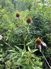 Echinacea laevigata