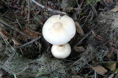 Agaricus smithianus