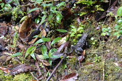 Rhinella arborescandens