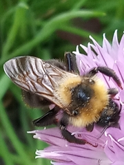 Bombus campestris