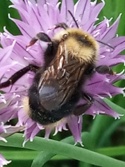 Bombus campestris