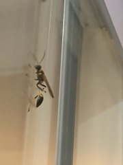 Sceliphron caementarium