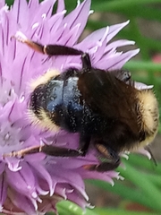 Bombus campestris