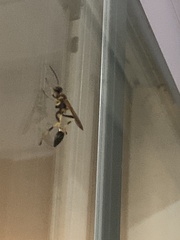 Sceliphron caementarium
