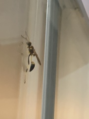 Sceliphron caementarium