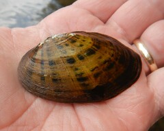 Cambarunio taeniatus