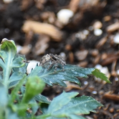 Platycryptus californicus