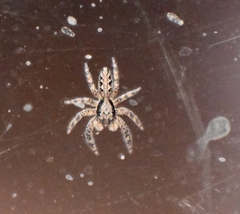 Platycryptus californicus