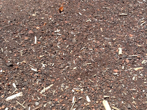 iNaturalist observation photo of Brush-footed Butterflies