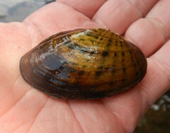 Cambarunio taeniatus