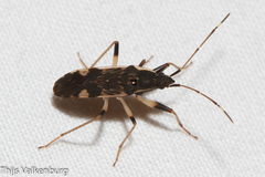 Dieuches armatipes