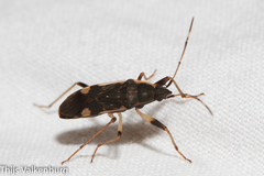 Dieuches armatipes