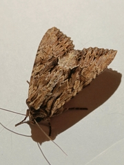 Apamea monoglypha