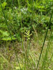 Platanthera clavellata image