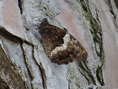 Hipparchia alcyone