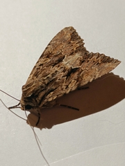 Apamea monoglypha