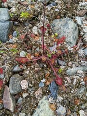Drosera rotundifolia