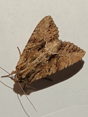 Apamea monoglypha