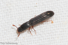 Colydium elongatum