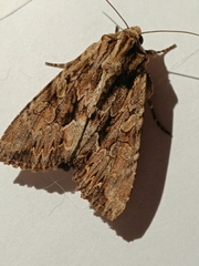 Apamea monoglypha