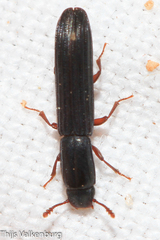 Colydium elongatum