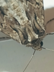 Apamea monoglypha