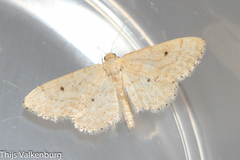 Idaea obsoletaria