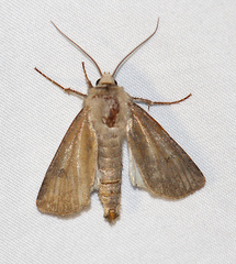 Agrotis exclamationis